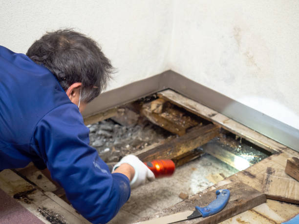 Best Mold Damage Repair  in Foscoe, NC