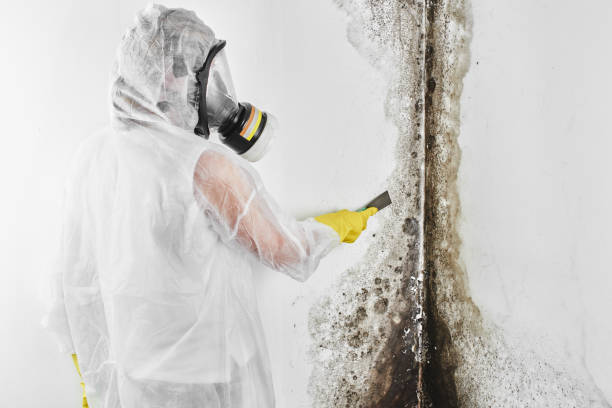 Home Mold Removal in Foscoe, NC