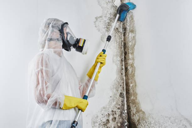 Best Home Mold Removal  in Foscoe, NC