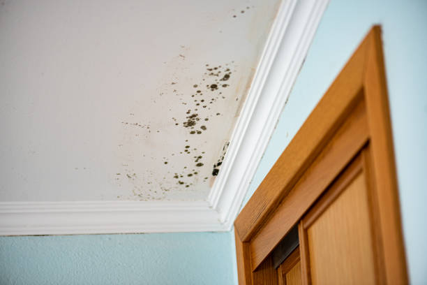 Best Fast Mold Removal  in Foscoe, NC