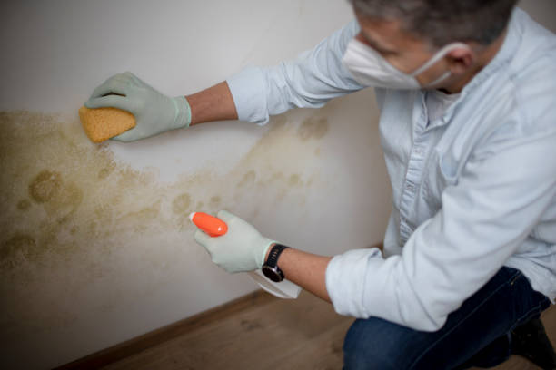 Best Mold Cleaning Services  in Foscoe, NC