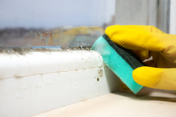 Best Same-Day Mold Removal  in Foscoe, NC