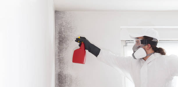 Best Mold Removal Process  in Foscoe, NC