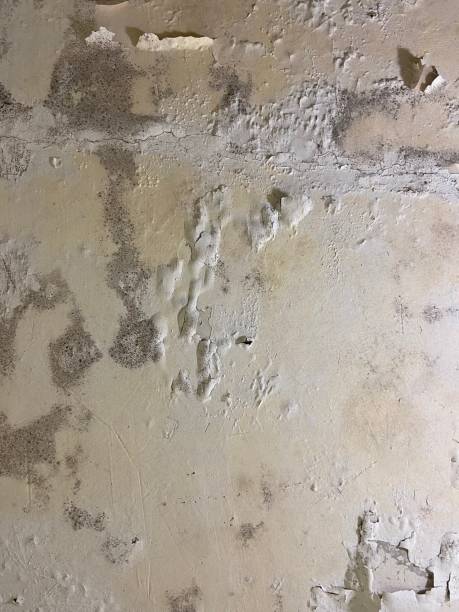 Best Commercial Mold Removal  in Foscoe, NC