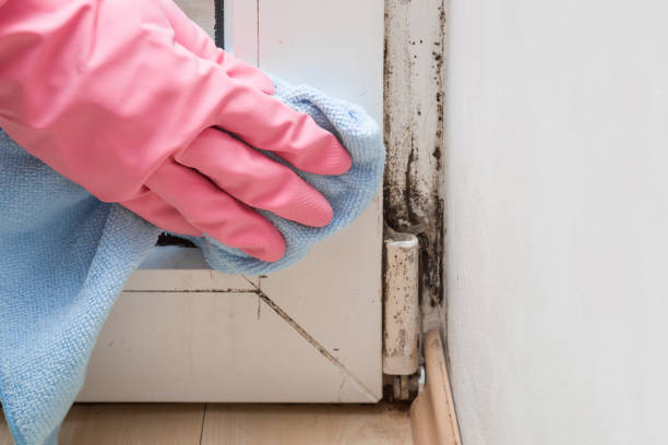 Best Professional Mold Removal  in Foscoe, NC